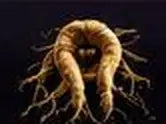 Siberian Ginseng Root Extract